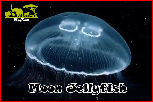 Moon Jellyfish