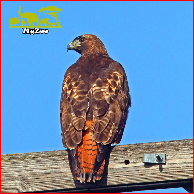 Red-tailed Hawks Carnivorous Birds