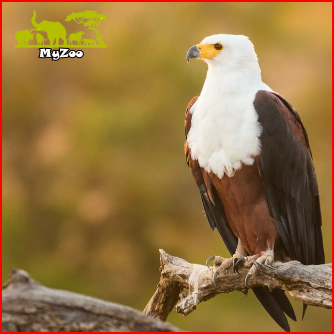 African Fish Eagles