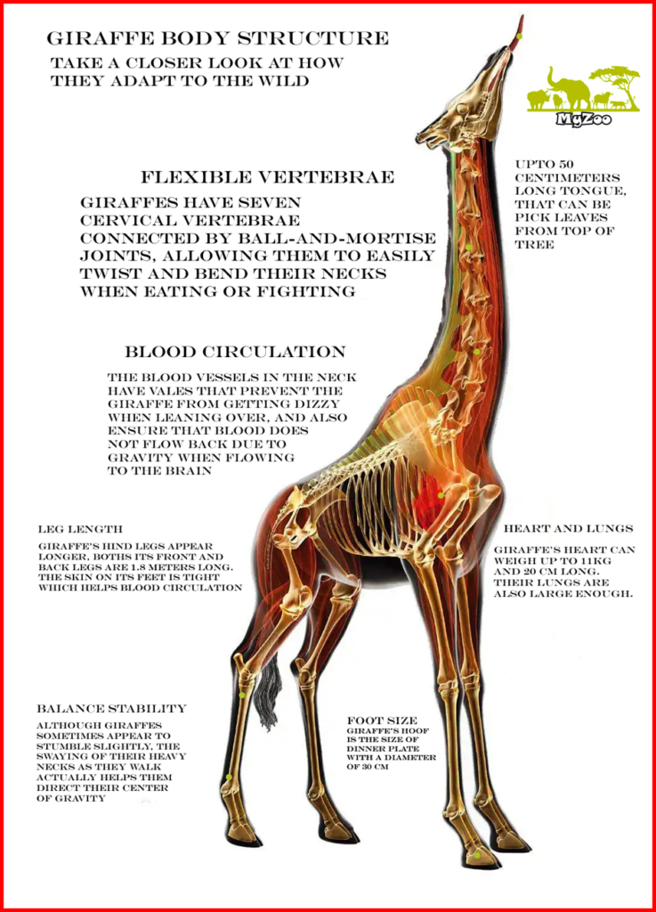 Giraffes' unique body structure holds evolutionary secrets