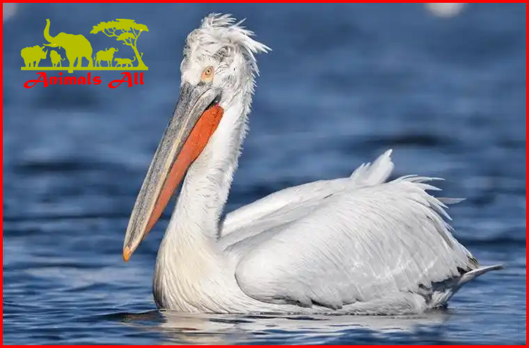 Dalmatian pelican