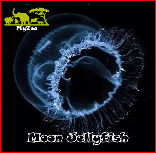 Moon Jellyfish