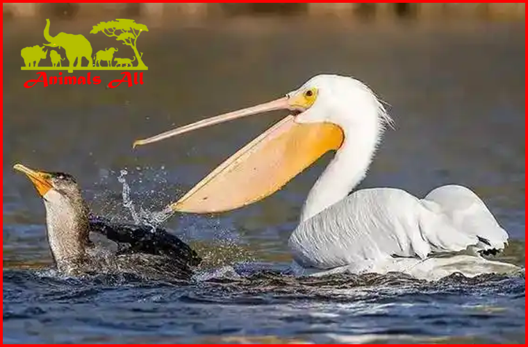 Dalmatian pelican