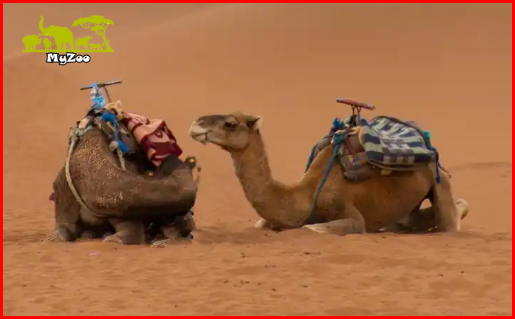 Camels