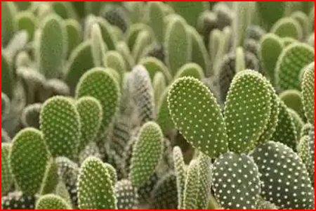 Eating cactus is an adaptive evolution for desert animals