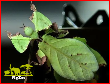 leaf insect