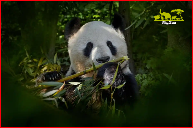 Giant pandas