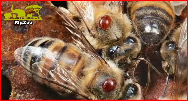 Varroa destructor mites parasitizing bees