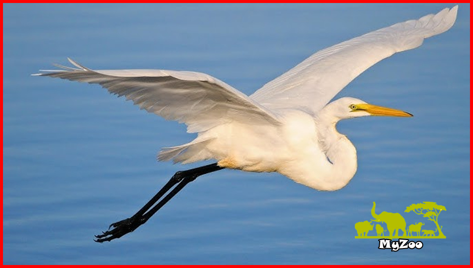 white crane bird