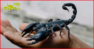 King Scorpion Pet