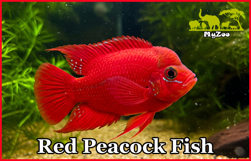 Red Peacock Fish