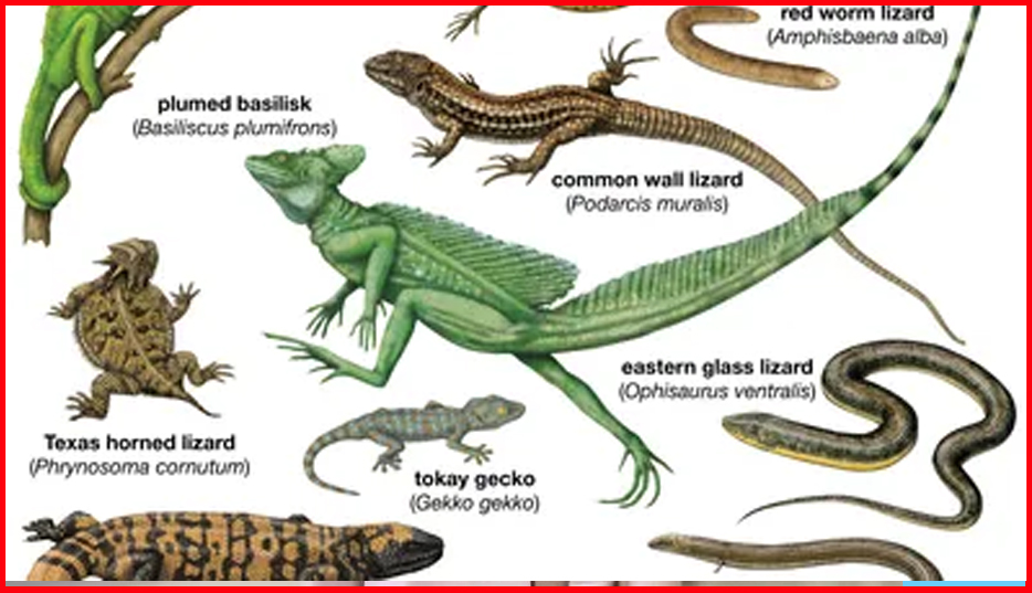 Underground Reptiles