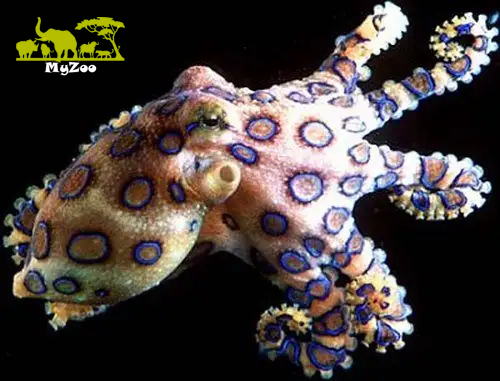  Blue-Ringed Octopus