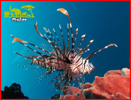 Lionfish