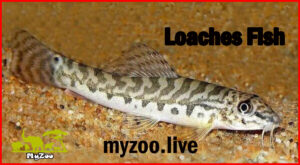 loaches fish