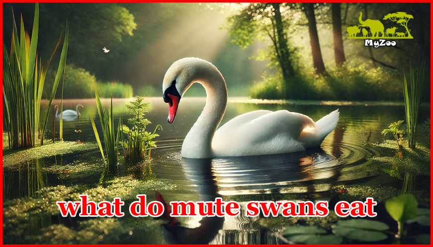 what do mute swans eat