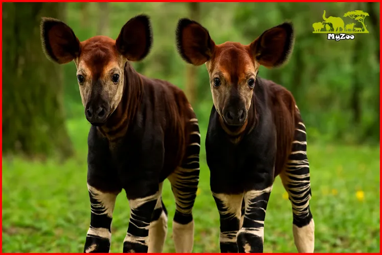 Baby okapi Couple