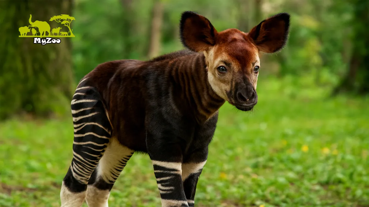 Baby okapi