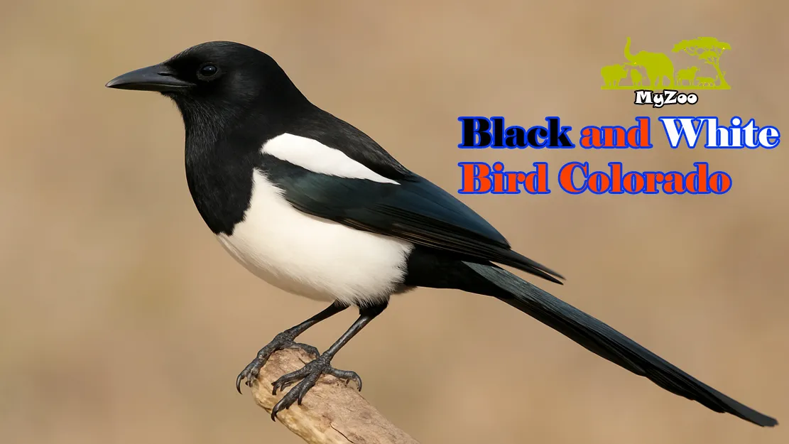 Black and white bird colorado